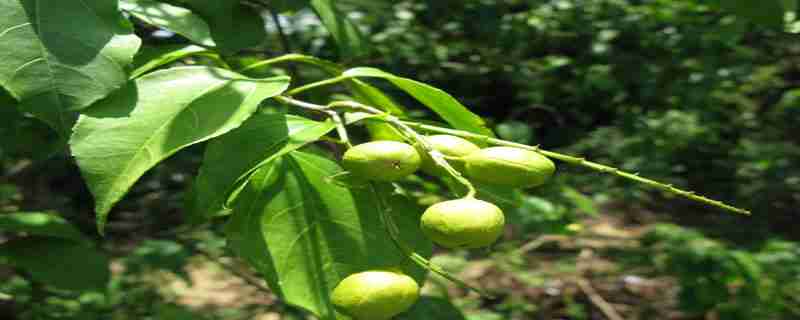 种植方法有几种(金蝉养殖条件与种植方法)